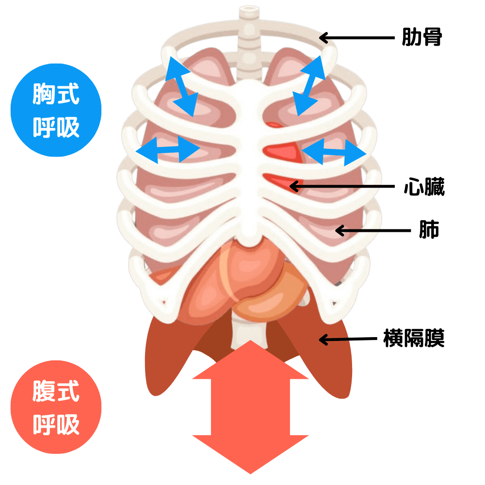 胸式呼吸と腹式呼吸の違い