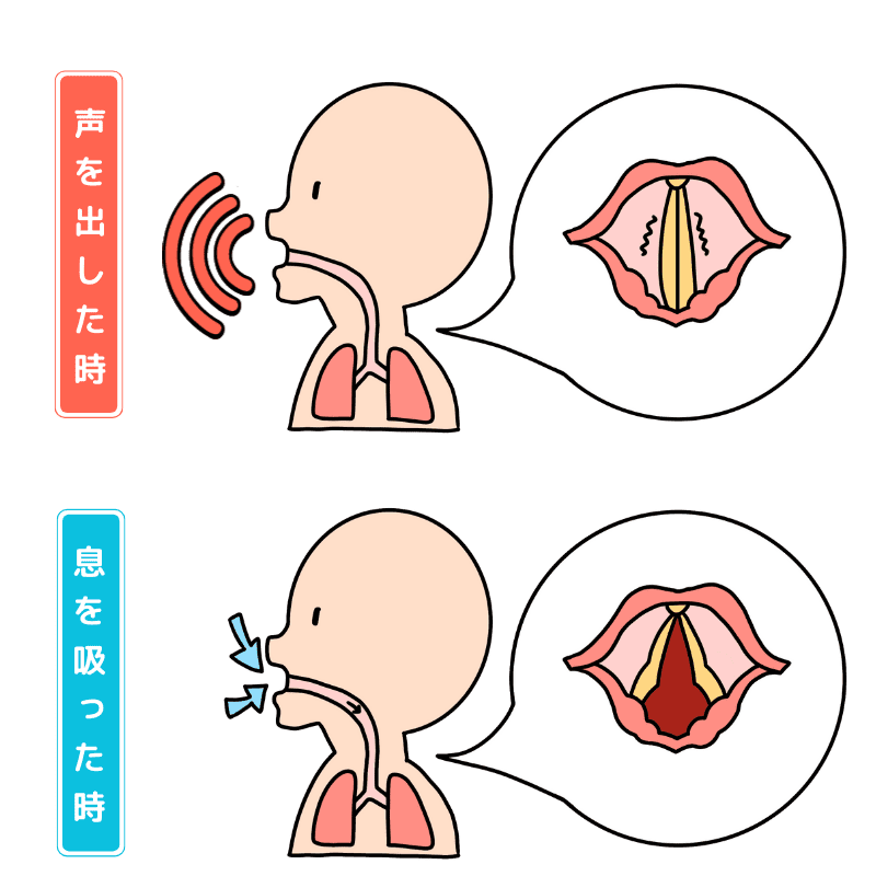 声帯の動き