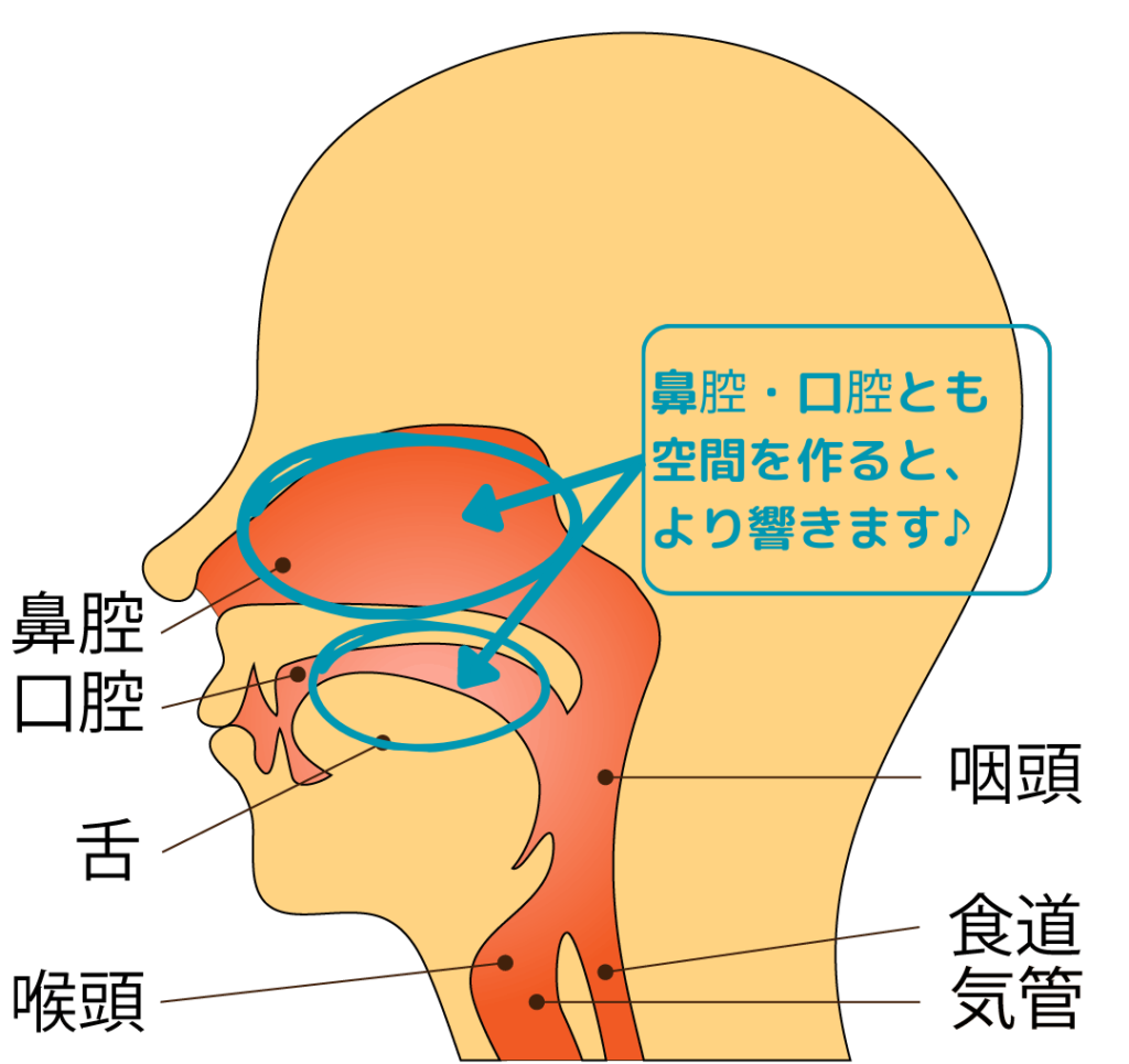 ハミングのポイント解説画像：鼻腔・口腔とも空間を作るとより響きます。