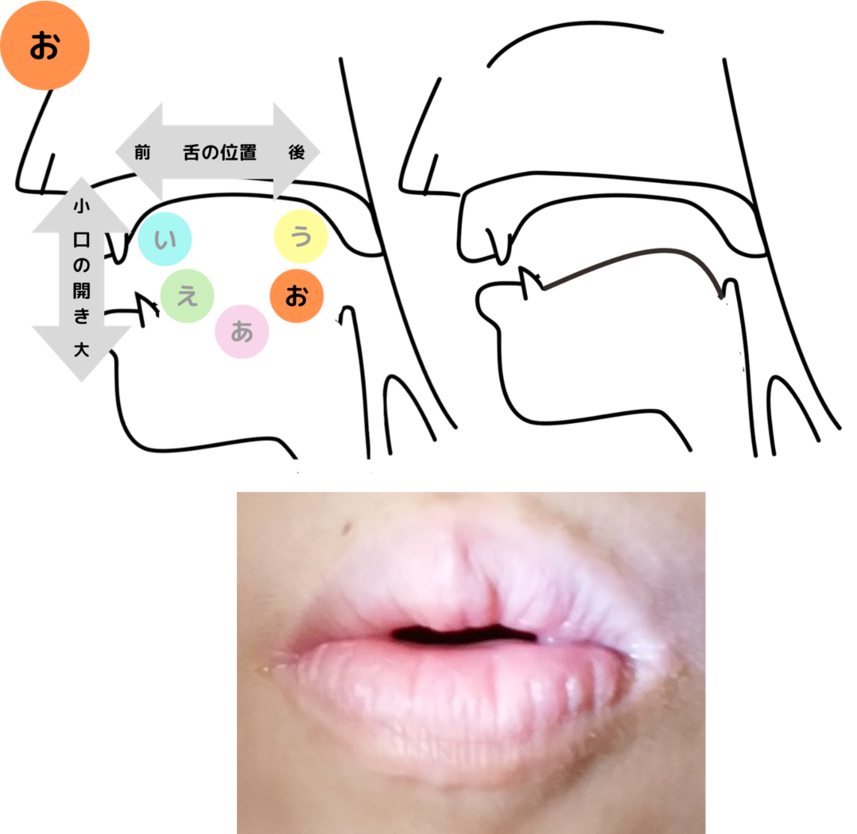 母音「お」の舌の位置と口の開きを解説したイラストと写真