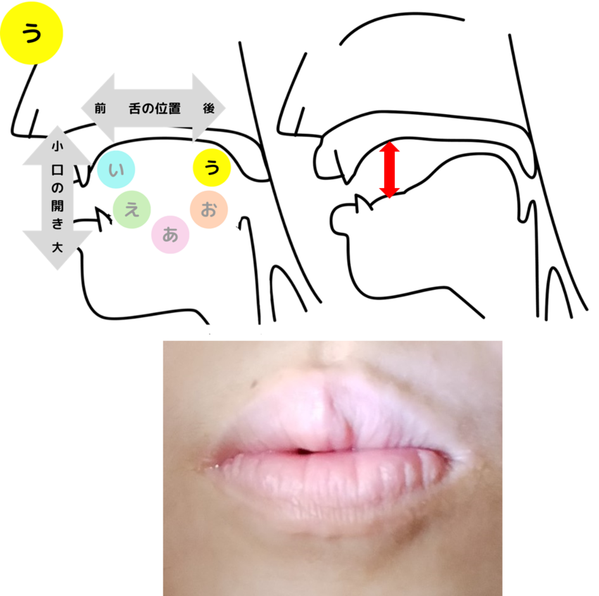 母音「う」の舌の位置と口の開きを解説したイラストと写真